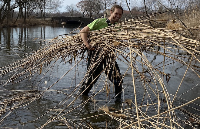 A volunteer in waders works to clear phragmites in a lake at FDR Park.